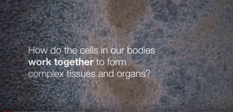Movie with text: How do cells in our bodies work together to form complex tissues and organs?