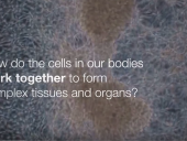Movie with text: How do cells in our bodies work together to form complex tissues and organs?